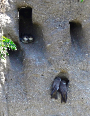 Uferschwalben, Foto © V. Meyer