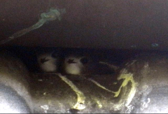 Junge Mauersegler im Nest © Foto © I. Fleck