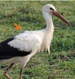 Weißstorch mit einem kleinen Flugschreiber