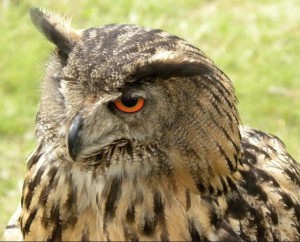 Uhu, Foto © U.Eitner