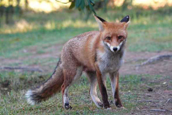 Rotfuchs in der Stadt, Foto © Achim Gehrke, NABU