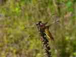 Plattbauchlibelle - Weibchen, Foto © U. van Hoorn