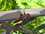 Plattbauchlibelle (Weibchen), Foto © U. Eitner