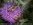 2. Halictus scabiosae