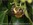 9. Colletes hederae Weibchen