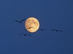 Kraniche vor dem Mond, Foto © U. van Hoorn
