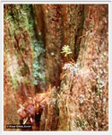 Keimling eines Redwood-Baums, Foto © K. Grebe