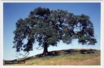 Californische Eiche, Foto © K. Grebe