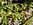 Acker-Quellkraut (Montia arvensis), Foto © Thomas Kalveram, NABU