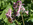 Gefingerter Lerchensporn (Corydalis solida) mit Pelzbiene (Antophora plumipes), Foto © Thomas Kalveram, NABU