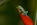 Rotaugen-Laubfrosch (Agalychnis callidryas) auf Helikonienblüte, Foto: Klaus Liebel