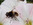 Hummel-Keilfleckschwebfliege (Eristalis intricaria), Foto © Thomas Kalveram, NABU