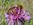 Gelbbindige Furchenbiene (Halictus scabiosae), Foto © Thomas Kalveram, NABU