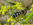 Späte Großstirnschwebfliege (Scaeva pyrastri), Foto © Thomas Kalveram, NABU