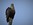 Seeadler (Haliaeetus albicilla), Foto © Achim Gehrke, NABU