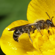 Hahnenfuß-Scherenbiene Weibchen, Osmia florisomne, Foto © Bernhard Jaco