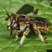 Garten-Wollbiene Männchen, Anthidium manicatum, Foto © Bernhard Jaco