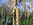 Birke (Betula pendula), männliche und weibliche Blüten, Foto © Thomas Kalveram, NABU