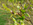 Weide (Salix spec.), Weibchen mit Geflecktem Weidenblattkäfer, Foto © Thomas Kalveram, NABU