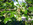 Französischer Ahorn (Acer monspessulanum), männliche und weibliche Blüten, Foto © Thomas Kalveram, NABU