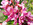 Chinesischer Judasbaum (Cercis chinensis), Foto © Thomas Kalveram, NABU