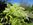Manna-Esche (Fraxinus ornus), Foto © Thomas Kalveram, NABU