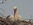 Brütender Storch, Mai, Foto © Manfred Engelke