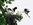 Abflug des Altvogels, Juli, Foto © Heinz Miebach