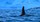 Aurora und Orcas, Foto © Peter Lütkes