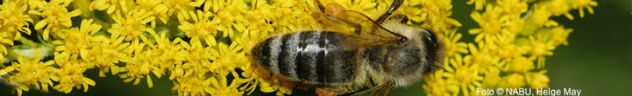 Honigbiene, Foto Helge May NABU